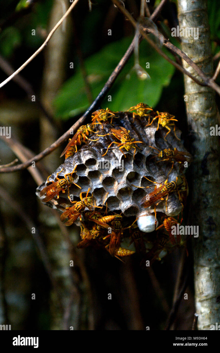 Paper wasps nest in Rarotonga ,Cook Islands. Wasps are natural biocontrol insect that have a role to play in nature environment by preying on pest Stock Photo -