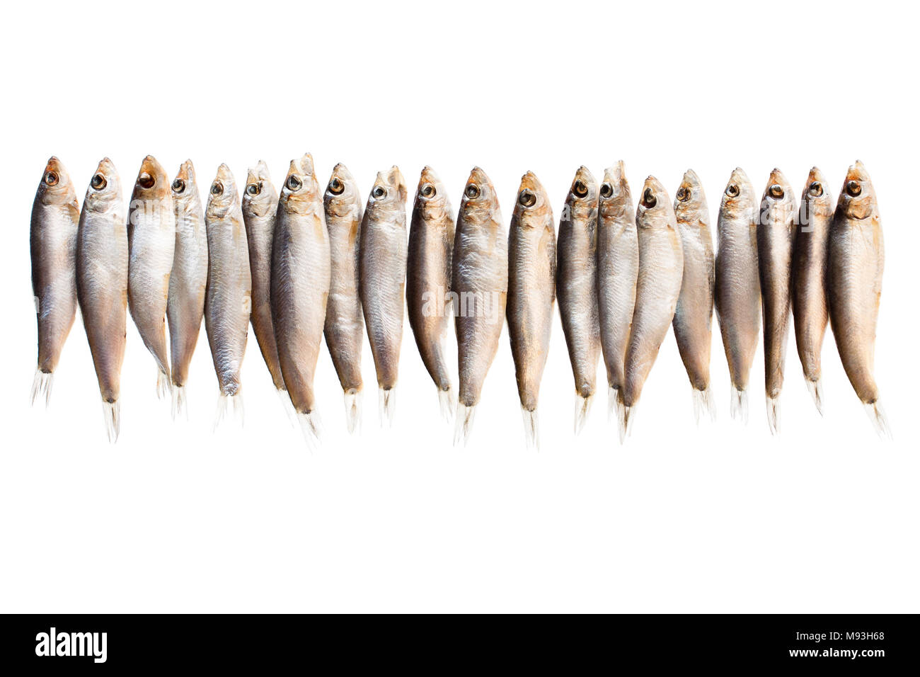 Fresh  fish hanging on a white background. Ready for drying. Stock Photo