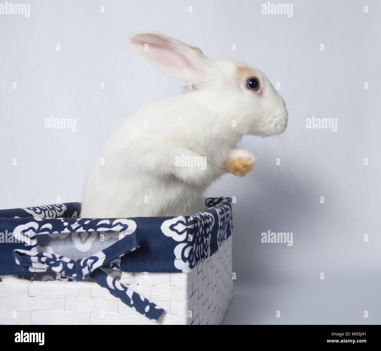 Rabbit jumping hi-res stock photography and images - Alamy