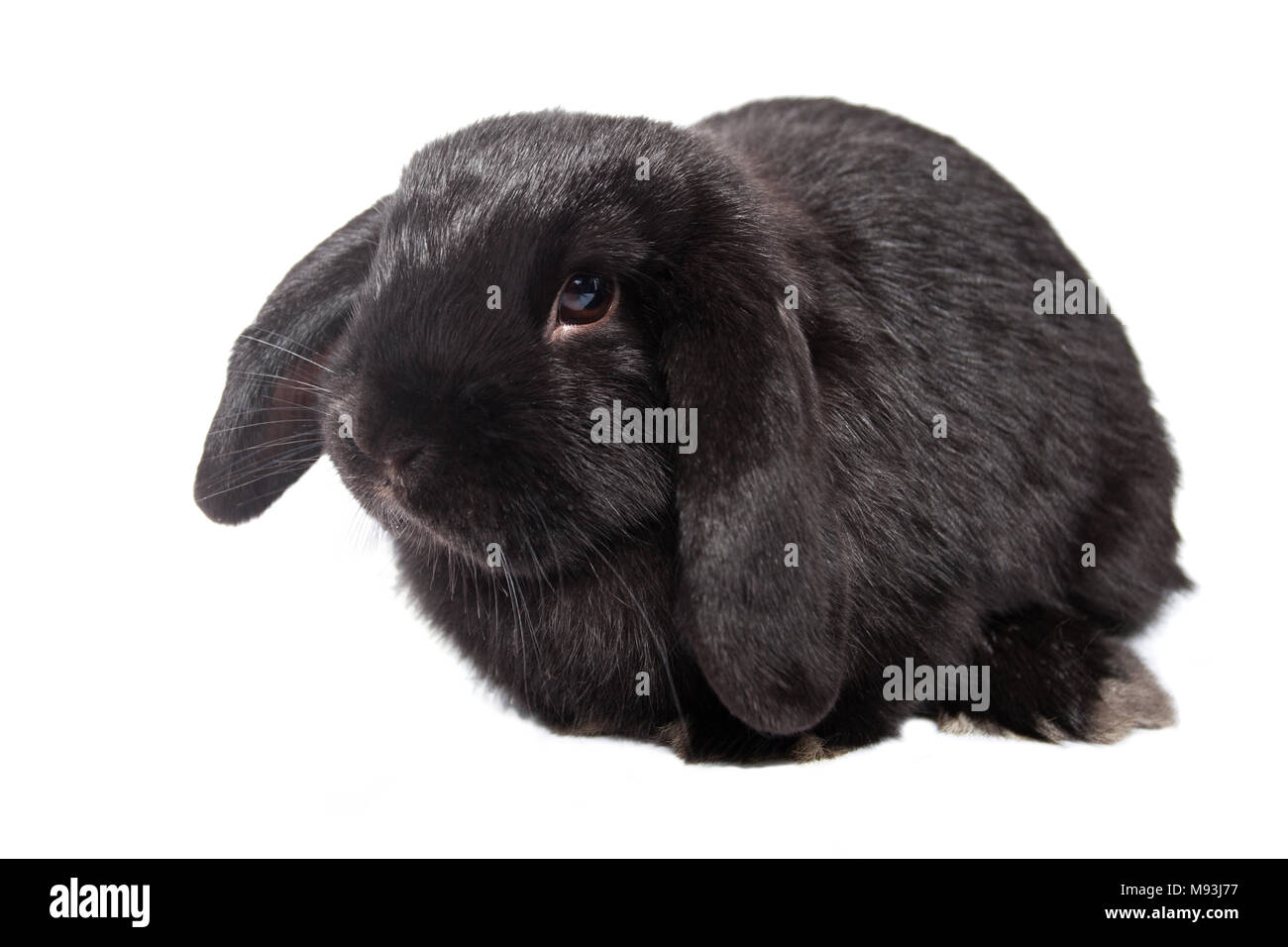 Funny baby rabbit lop on an isolated background Stock Photo