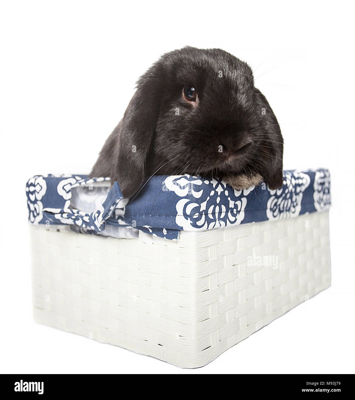 Black holland lop baby rabbit in a white busket isolated from th Stock Photo