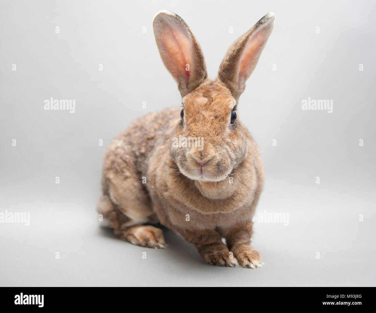 Rabbit with on sale huge ears