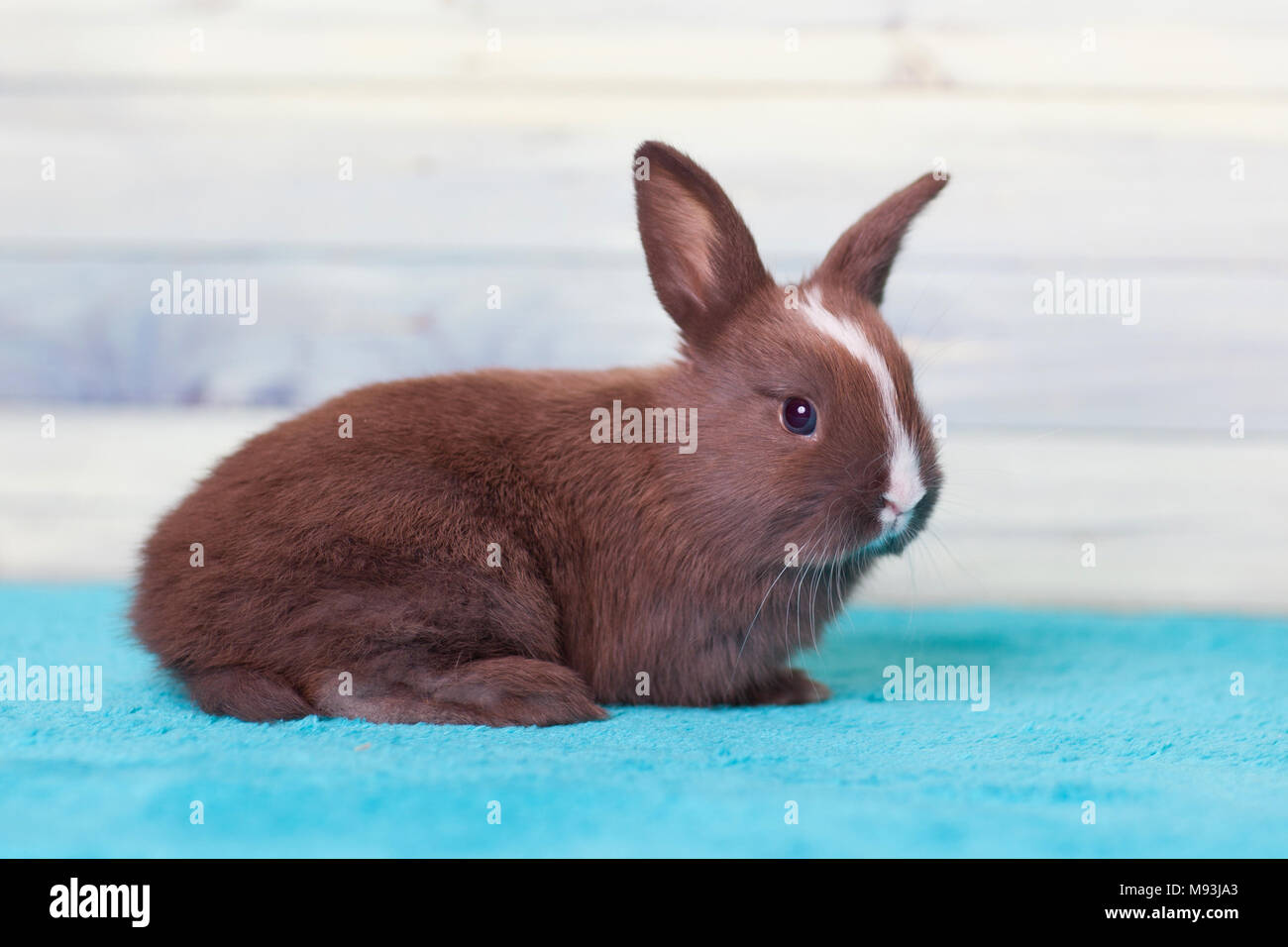 Cute baby rabbit looking curiously Stock Photo - Alamy