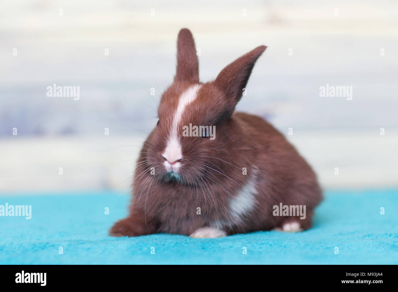 Adorable little bunny rabbit with a stripe Stock Photo