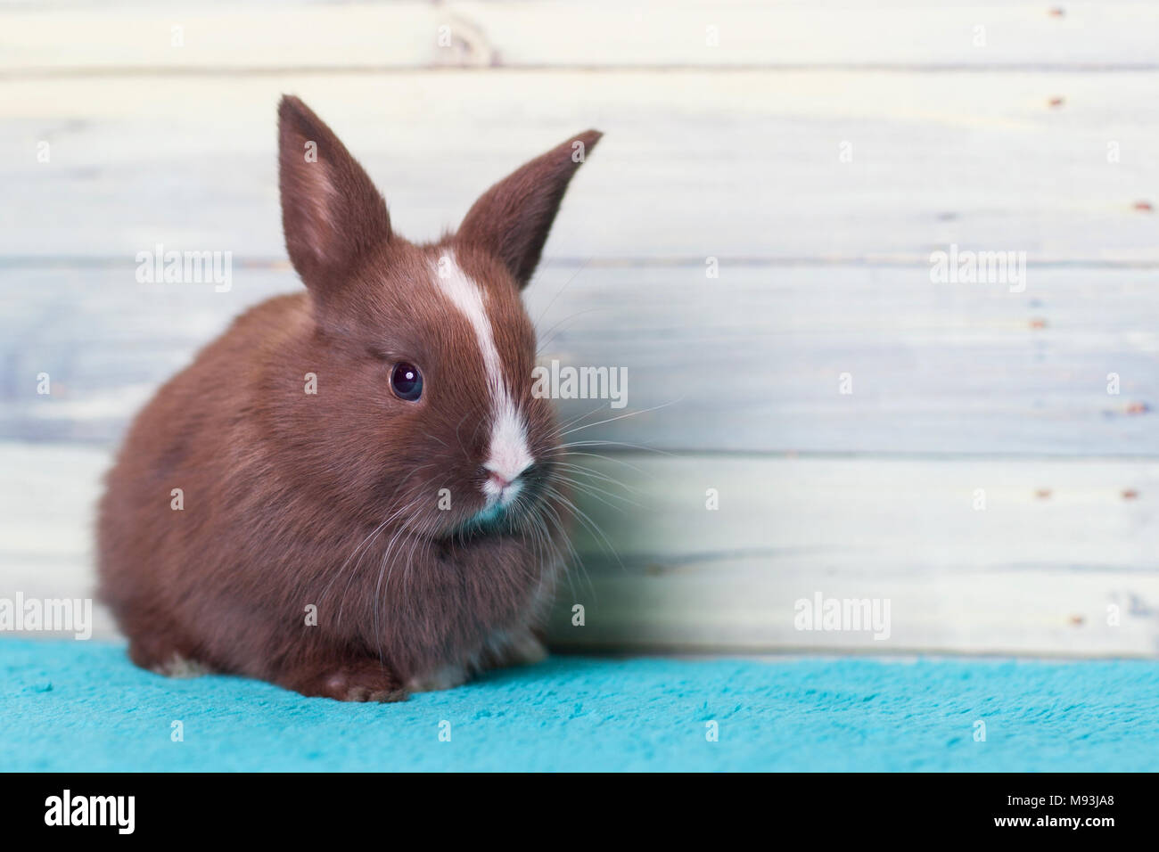 Adorable little bunny rabbit with a stripe Stock Photo