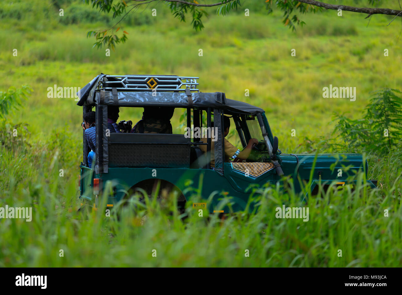 Wild life Stock Photo
