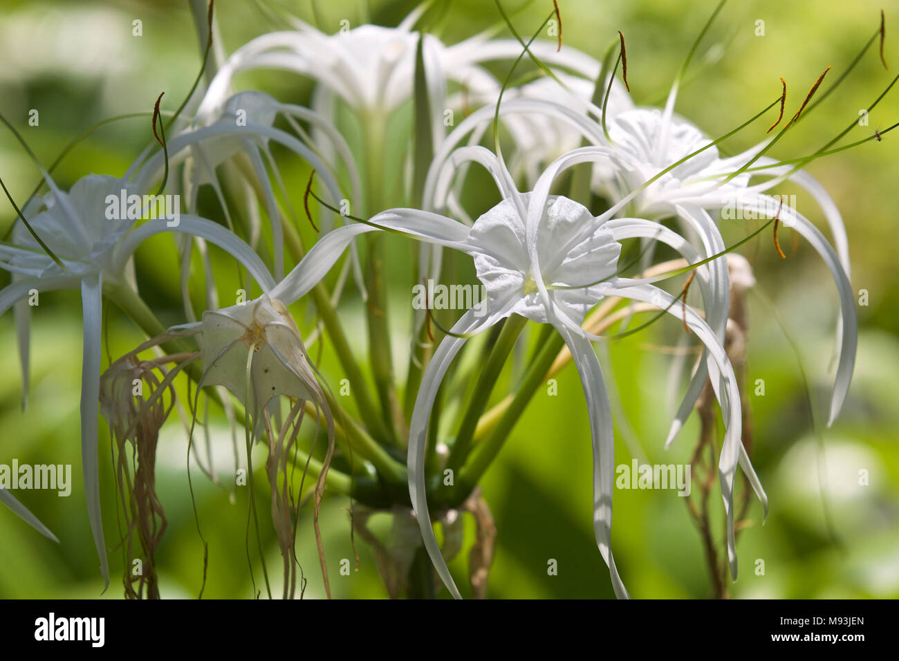 White tropical cultivated flowers with long petals, Myanmar Stock Photo Alamy