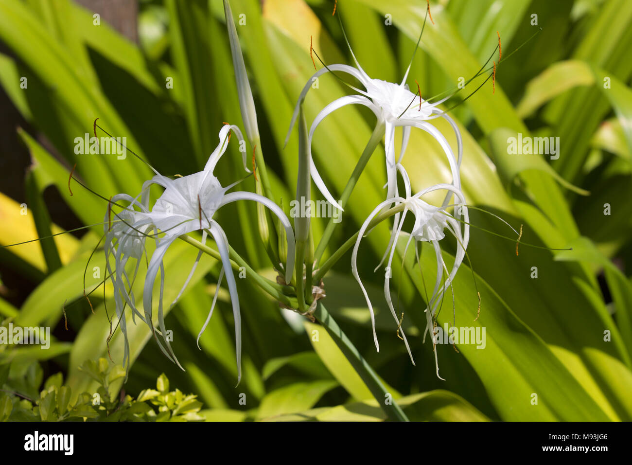 White tropical cultivated flowers with long petals, Myanmar Stock Photo Alamy