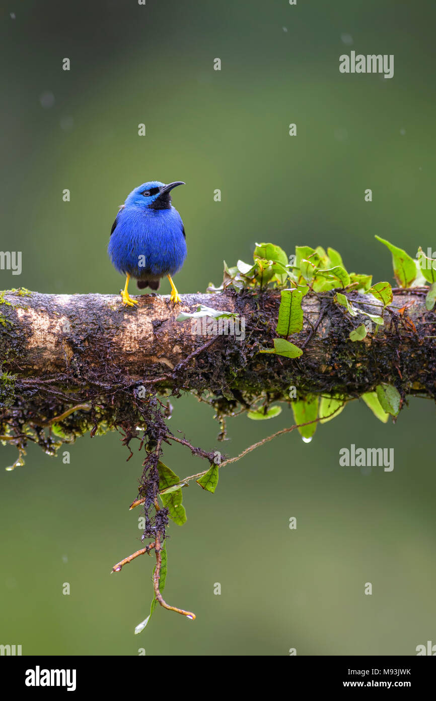 Shining Honeycreeper - Cyanerpes lucidus, beatiful small blue honeycreeper from Costa Rica. Stock Photo