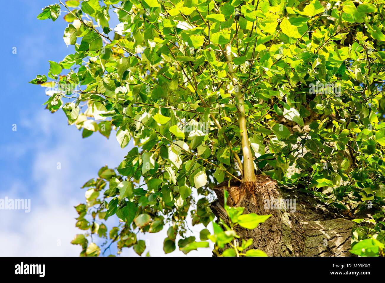 White poplar tree hires stock photography and images Alamy