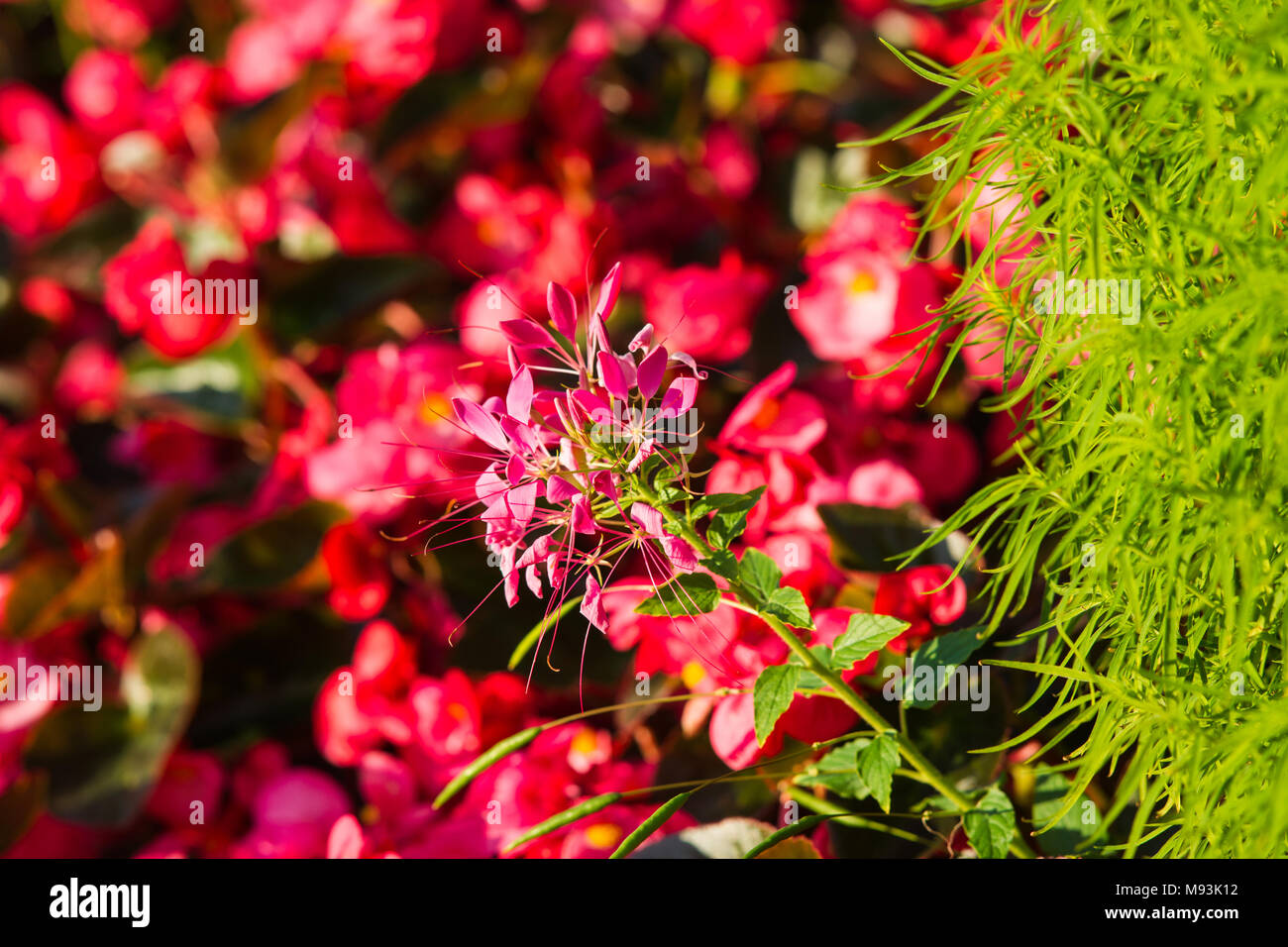 Sunlit pink flower, red begonia flowers and green grass in the background Stock Photo