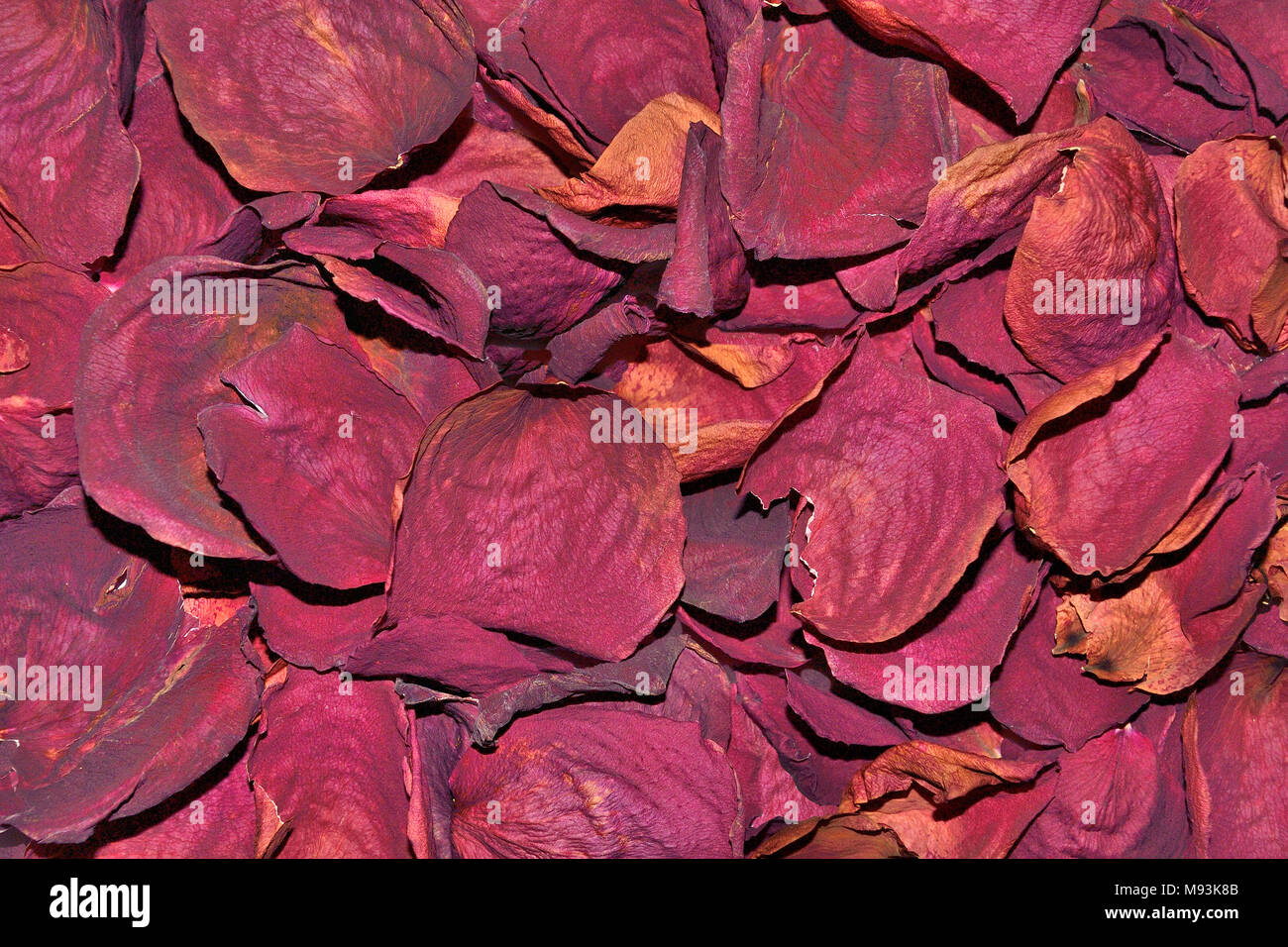 Dark red dried rose fragrant petals close up - raw materials for perfumery, cosmetology, spa for bath, tea, scin care, oil infusion or concept of plea Stock Photo