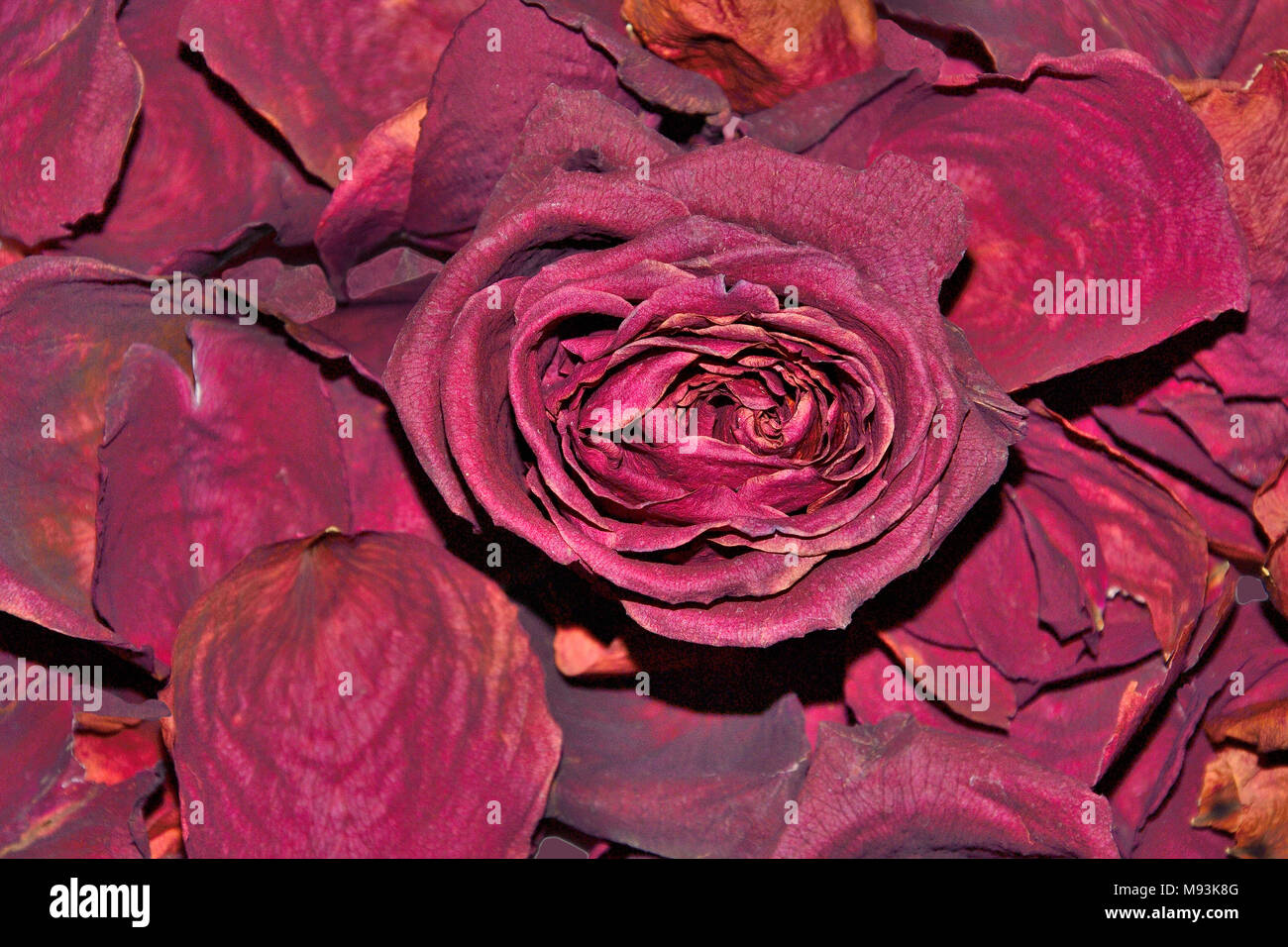 Dark red dried rose flower on dry fragrant petals soft background - raw materials for perfumery, cosmetology, spa and concept of pleasant nostalgic me Stock Photo