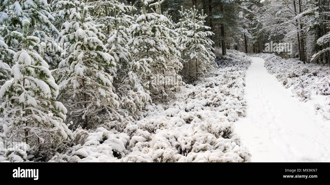 Winter scene at Abernethy Forest In the Cairngorms National Park of Scotland. Stock Photo