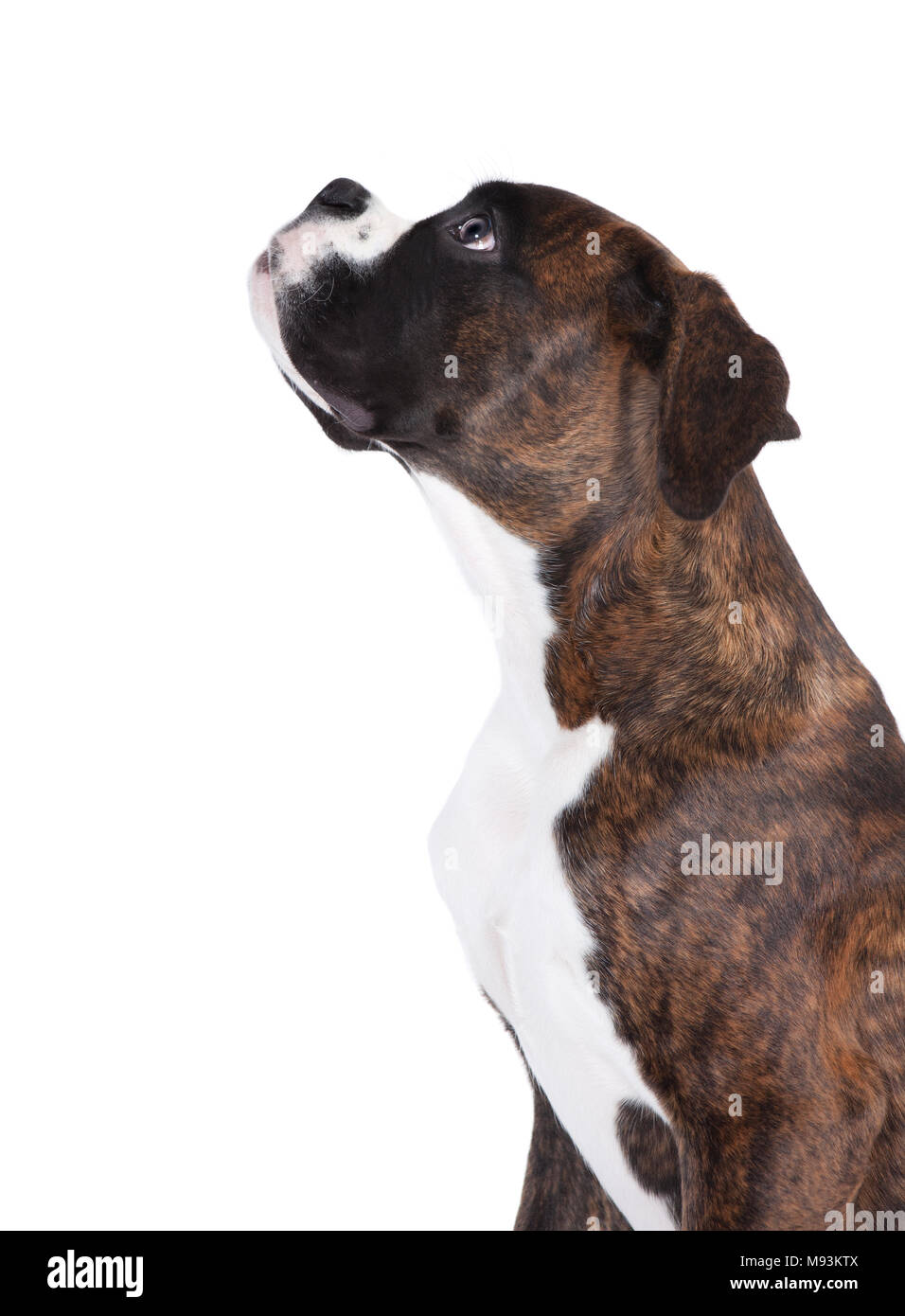 a 4 months old boxer puppy in studio against white background Stock Photo