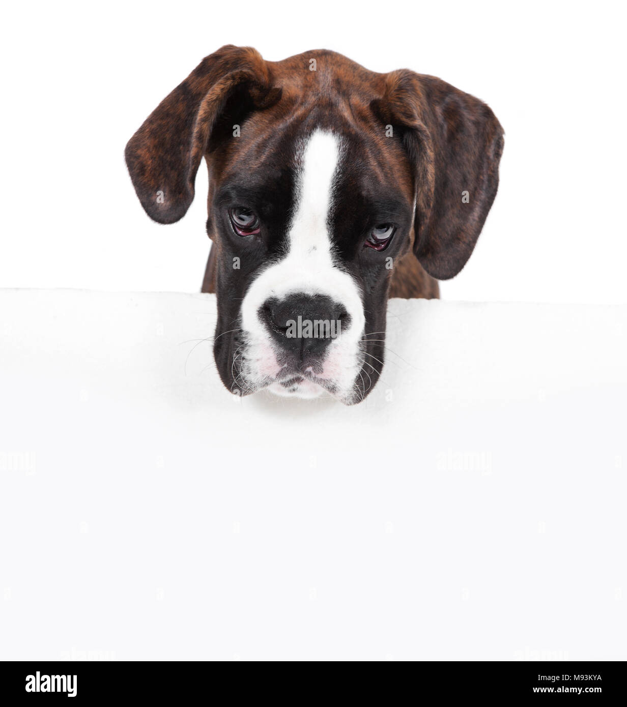a 4 months old boxer puppy in studio against white background Stock Photo