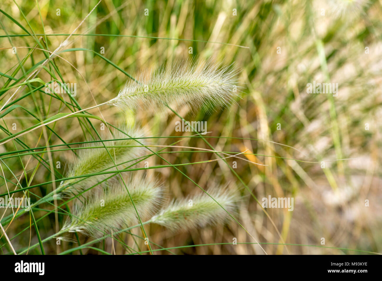 Pennisetum alopecuroides sometimes known as Pennstripe, an Australian    non-invasive grass Stock Photo