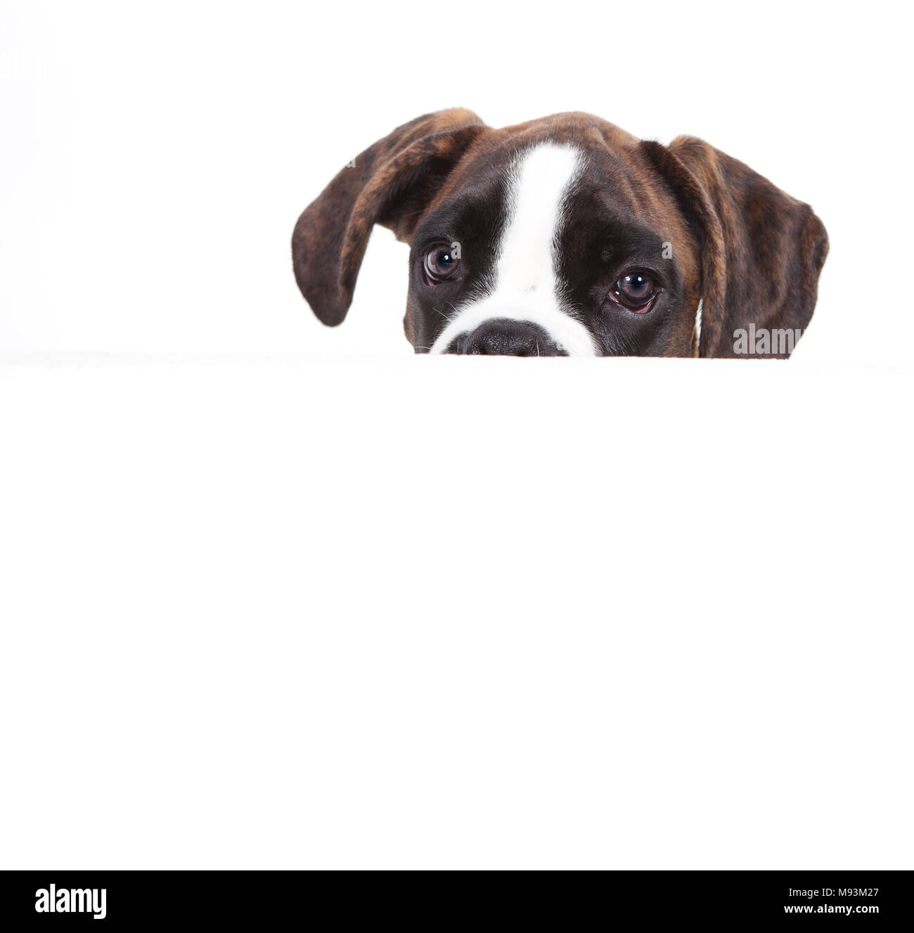 a 4 months old boxer puppy in studio against white background Stock Photo
