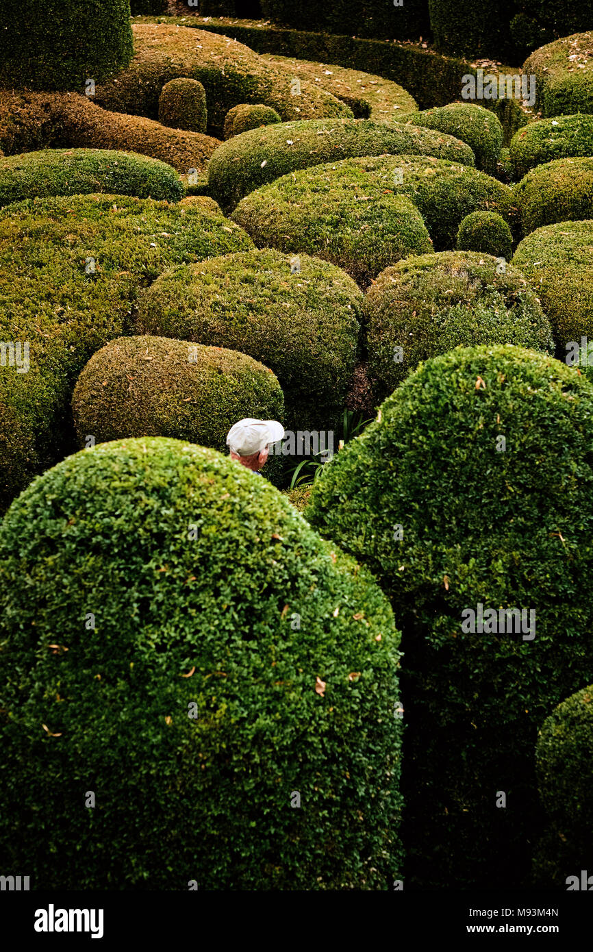 A lone man lost in a hedge maze of green topiary Box bushes - no way out Stock Photo