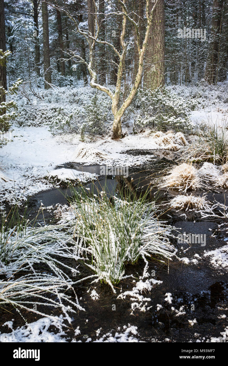 Winter scene at Abernethy Forest in the Cairngorms National Park of Scotland. Stock Photo