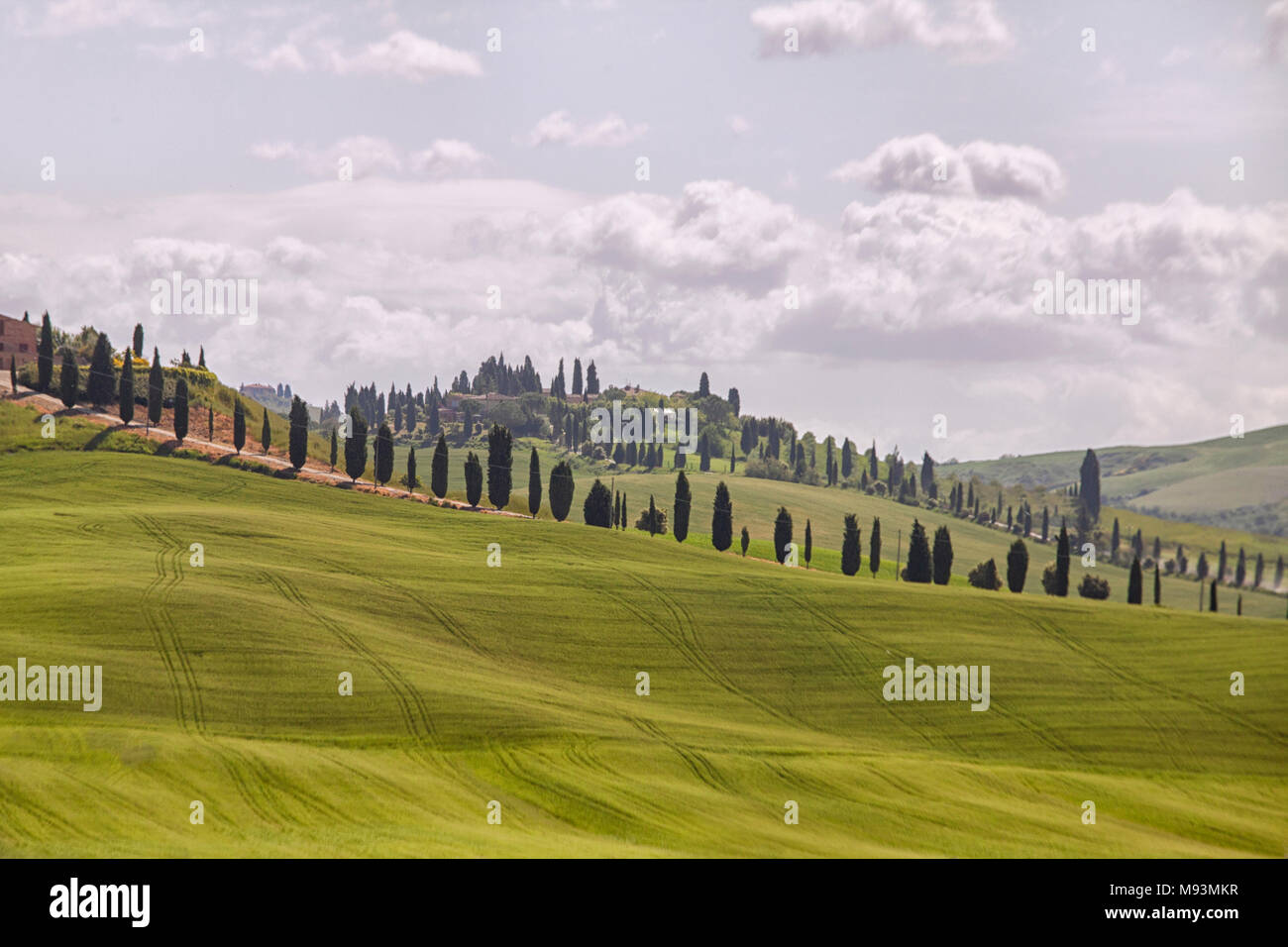 Typical cypress trees hi-res stock photography and images - Alamy