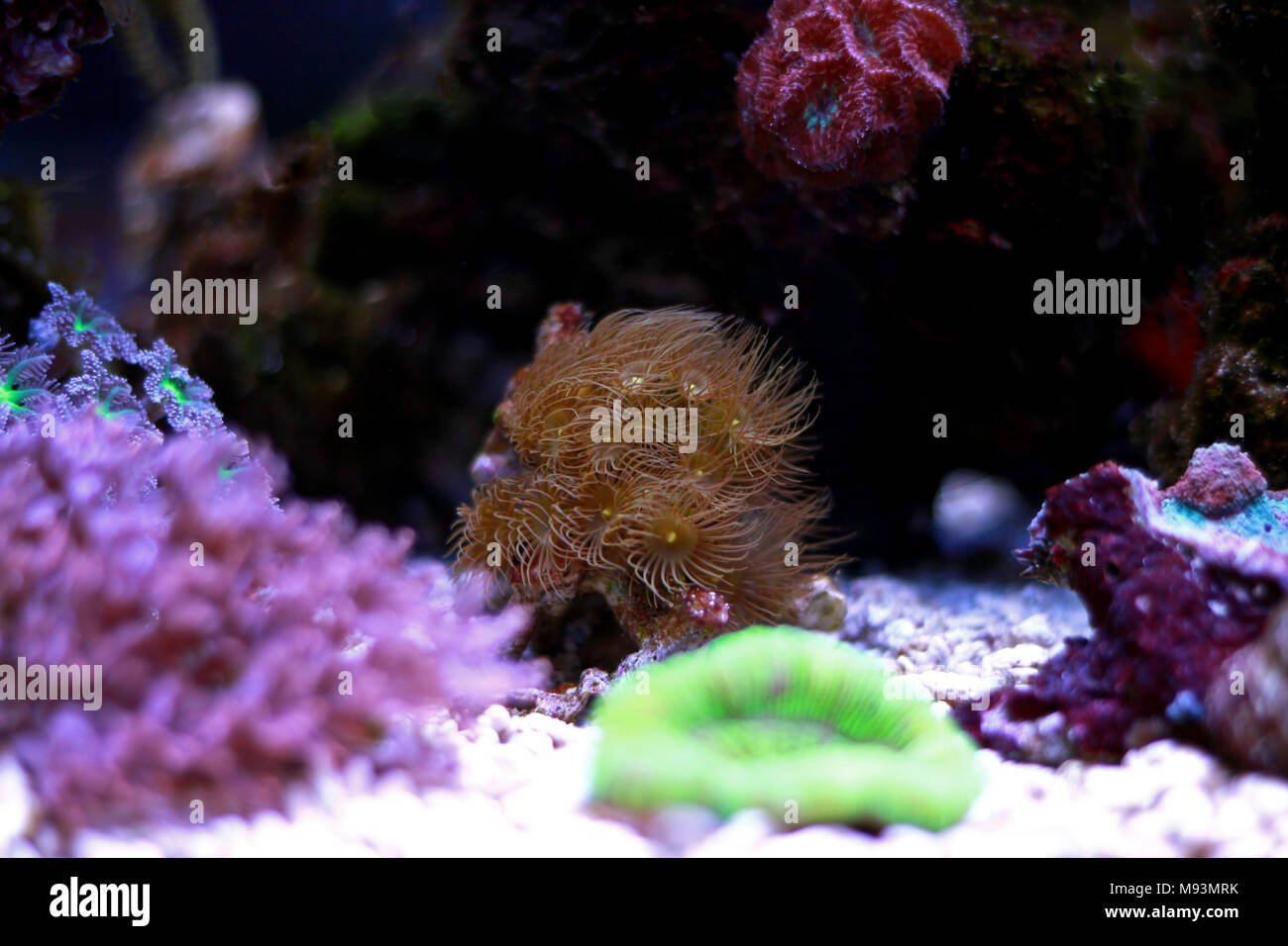Yellow polyps colony coral Stock Photo Alamy
