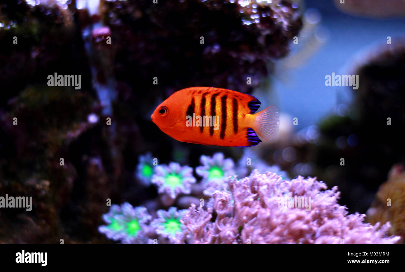Flame Angelfish (Centropyge loricula Stock Photo - Alamy