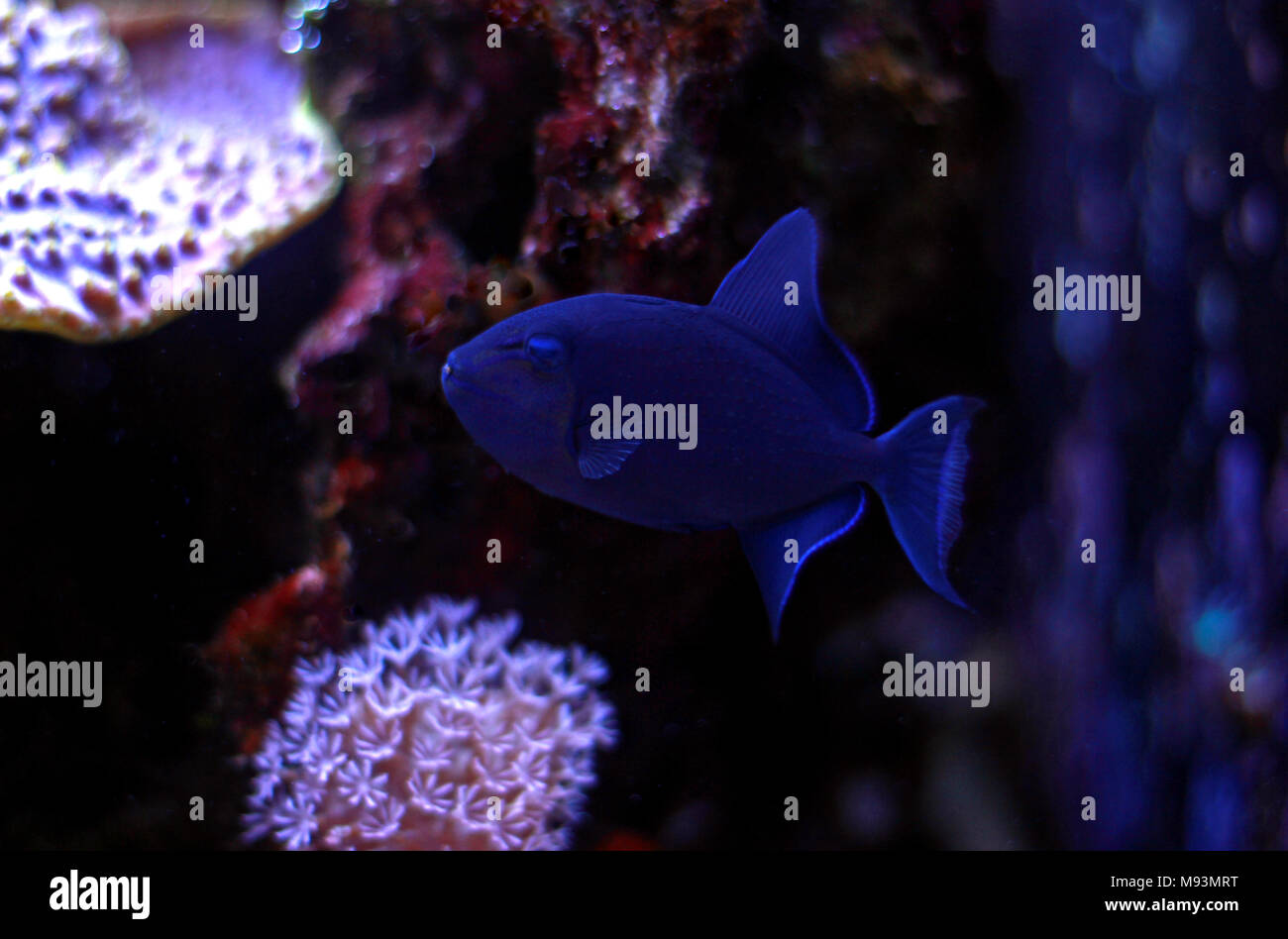 Redtooth trigger fish hi-res stock photography and images - Alamy