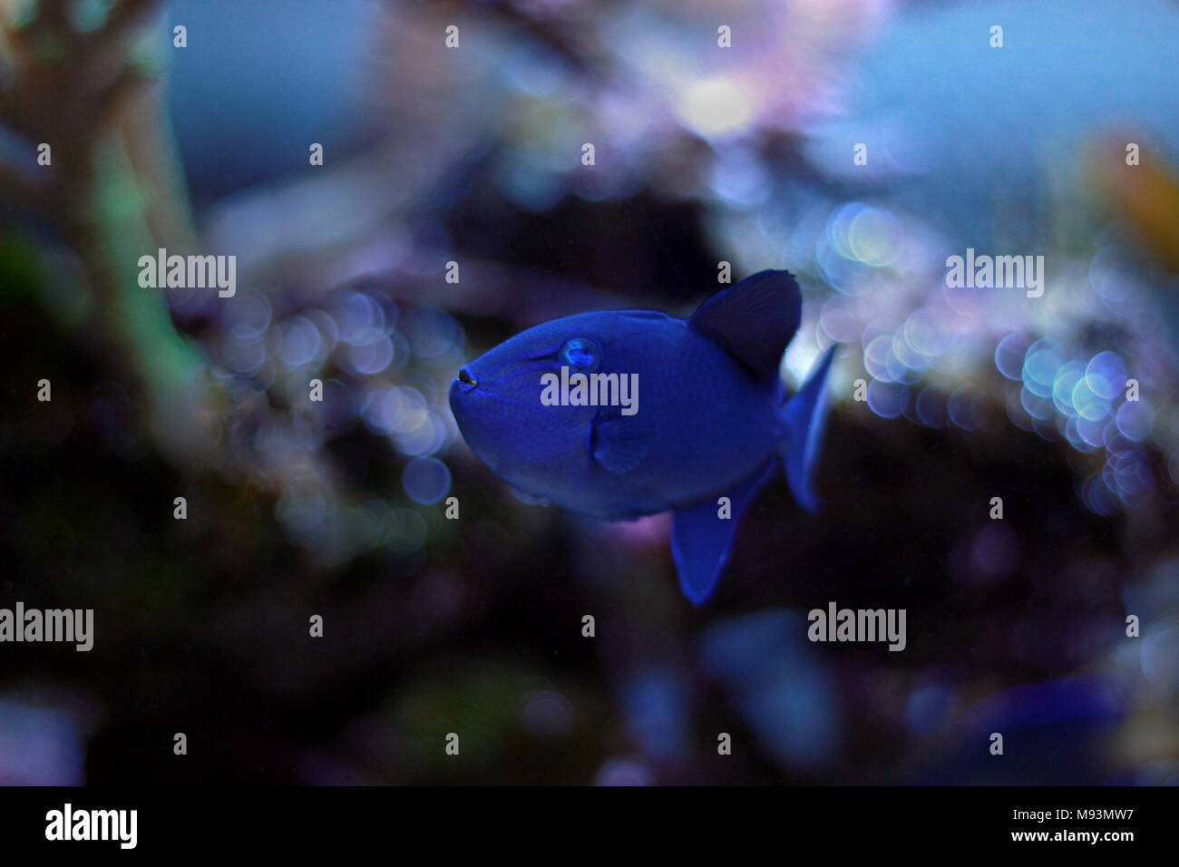 Niger Triggerfish (Odonus niger) Stock Photo