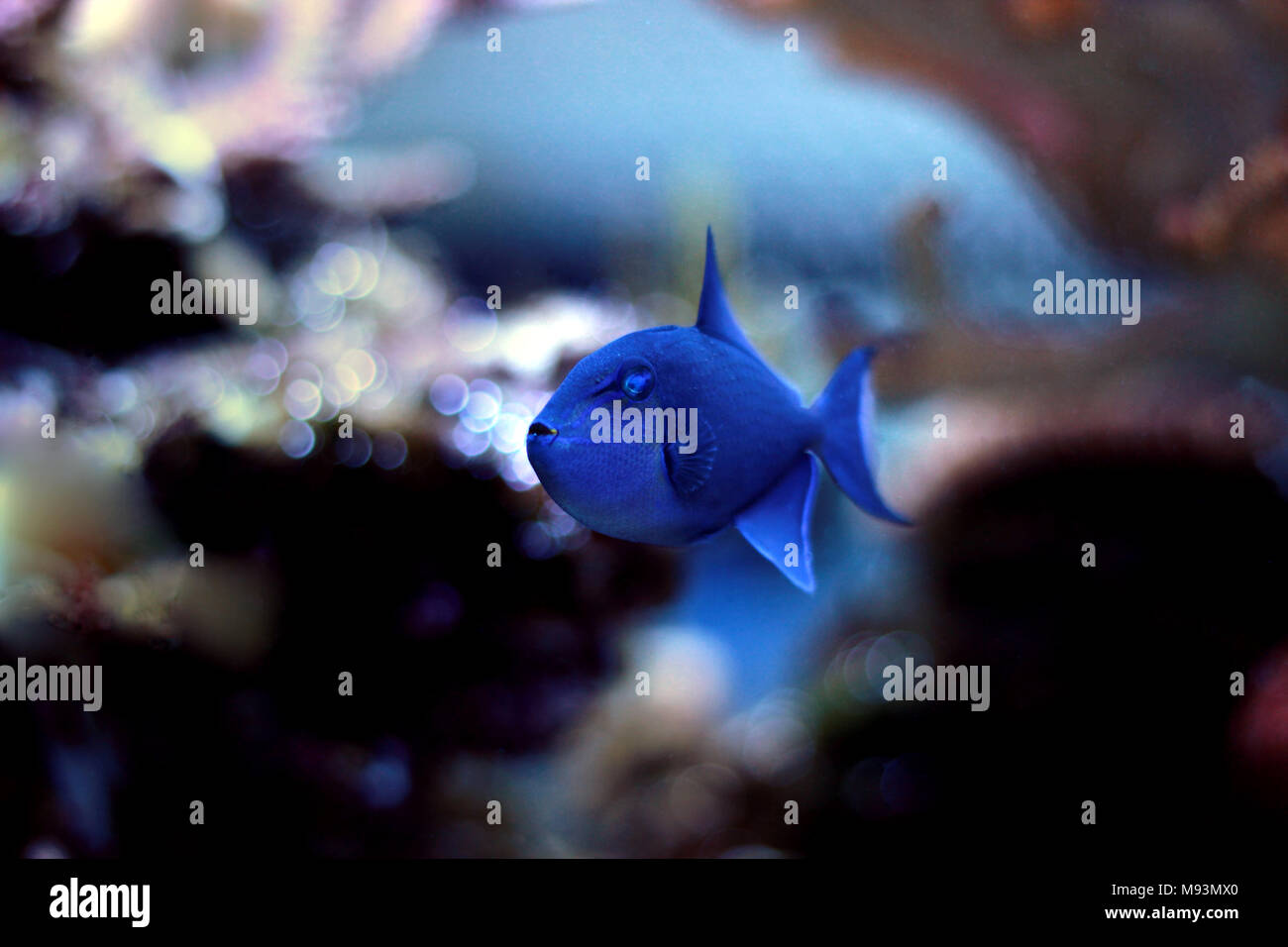 Niger Triggerfish main image 0