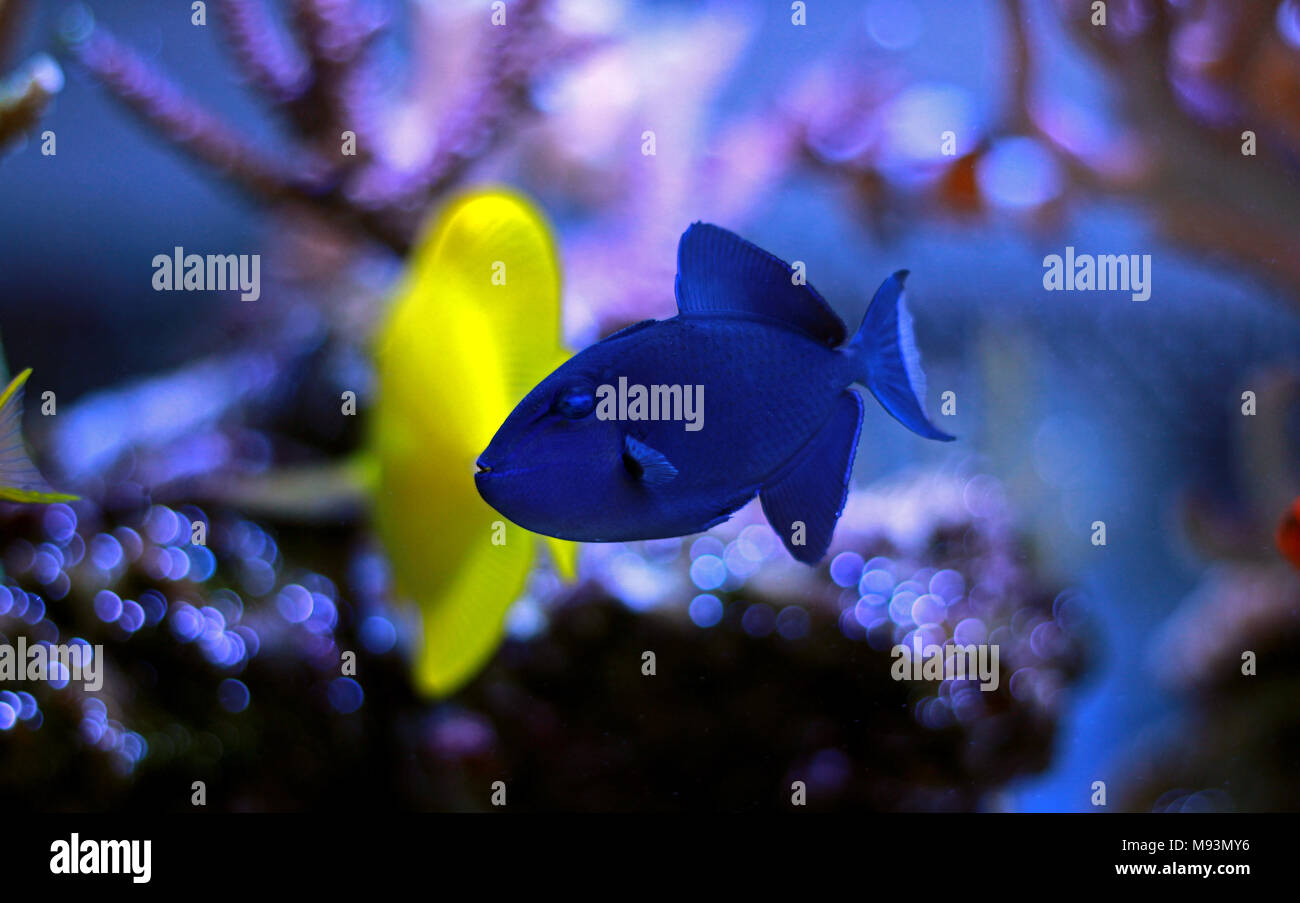 Redtooth trigger fish hi-res stock photography and images - Alamy