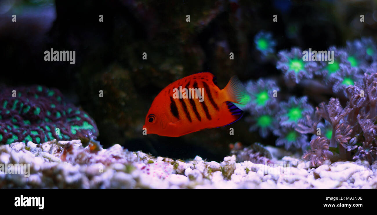Flame Angelfish (Centropyge loricula Stock Photo - Alamy
