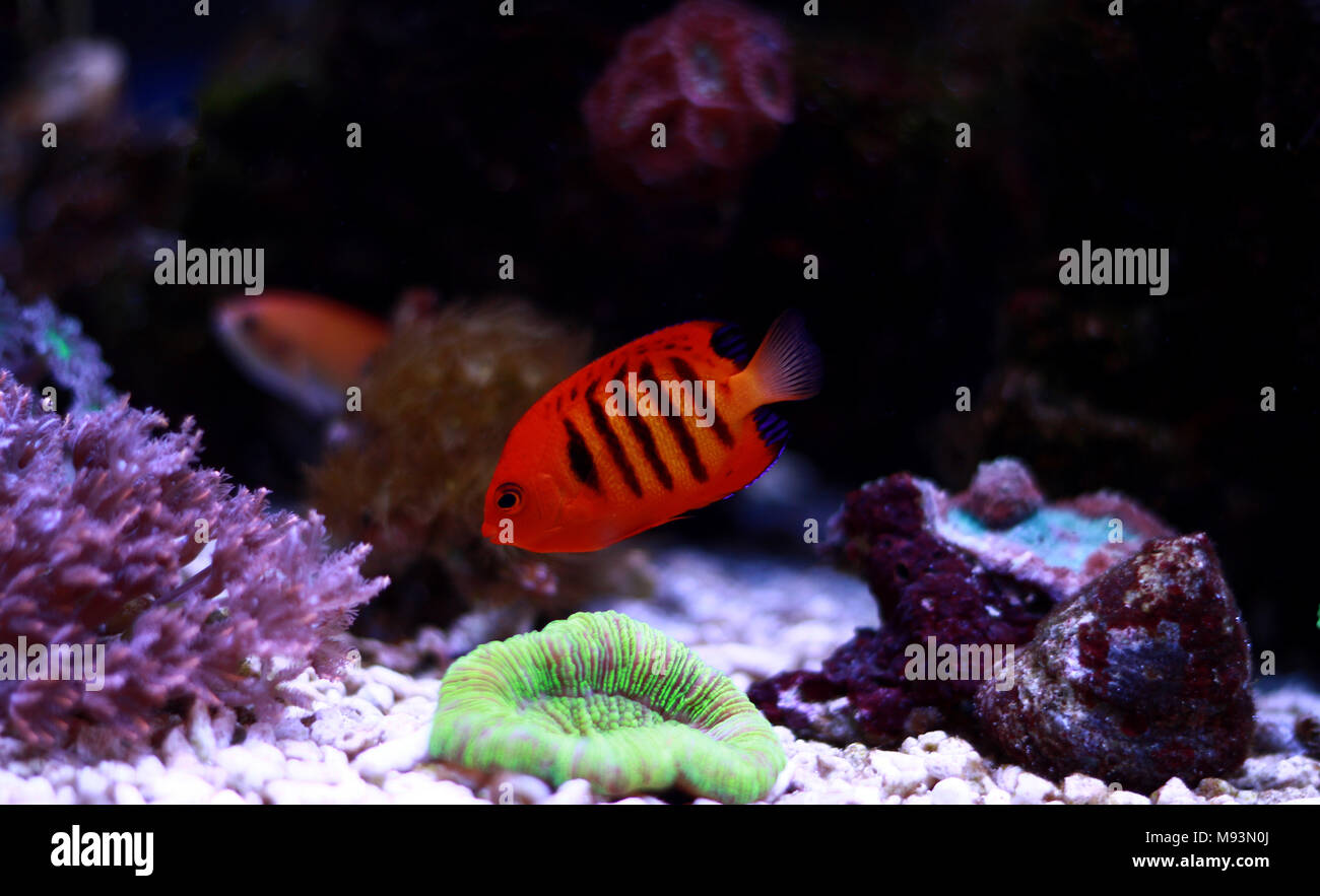 Flame Angelfish (Centropyge loricula Stock Photo - Alamy