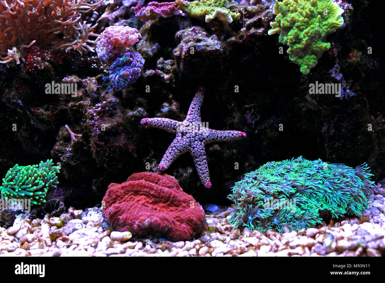 Fromia starfish in aquarium tank Stock Photo Alamy