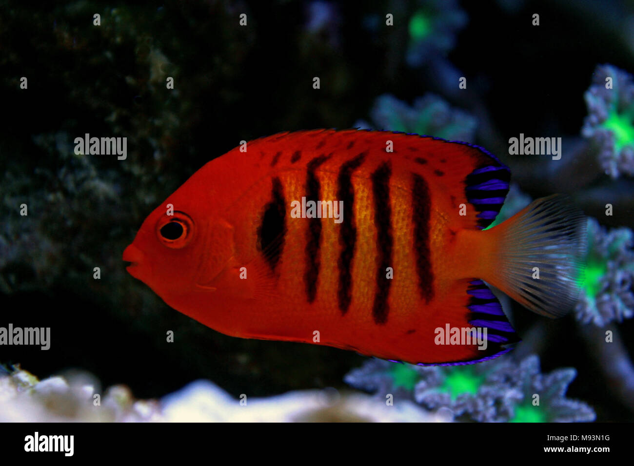 Flame Angelfish (Centropyge loricula Stock Photo Alamy