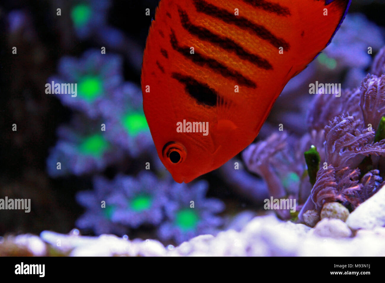 Flame Angelfish (Centropyge loricula Stock Photo - Alamy