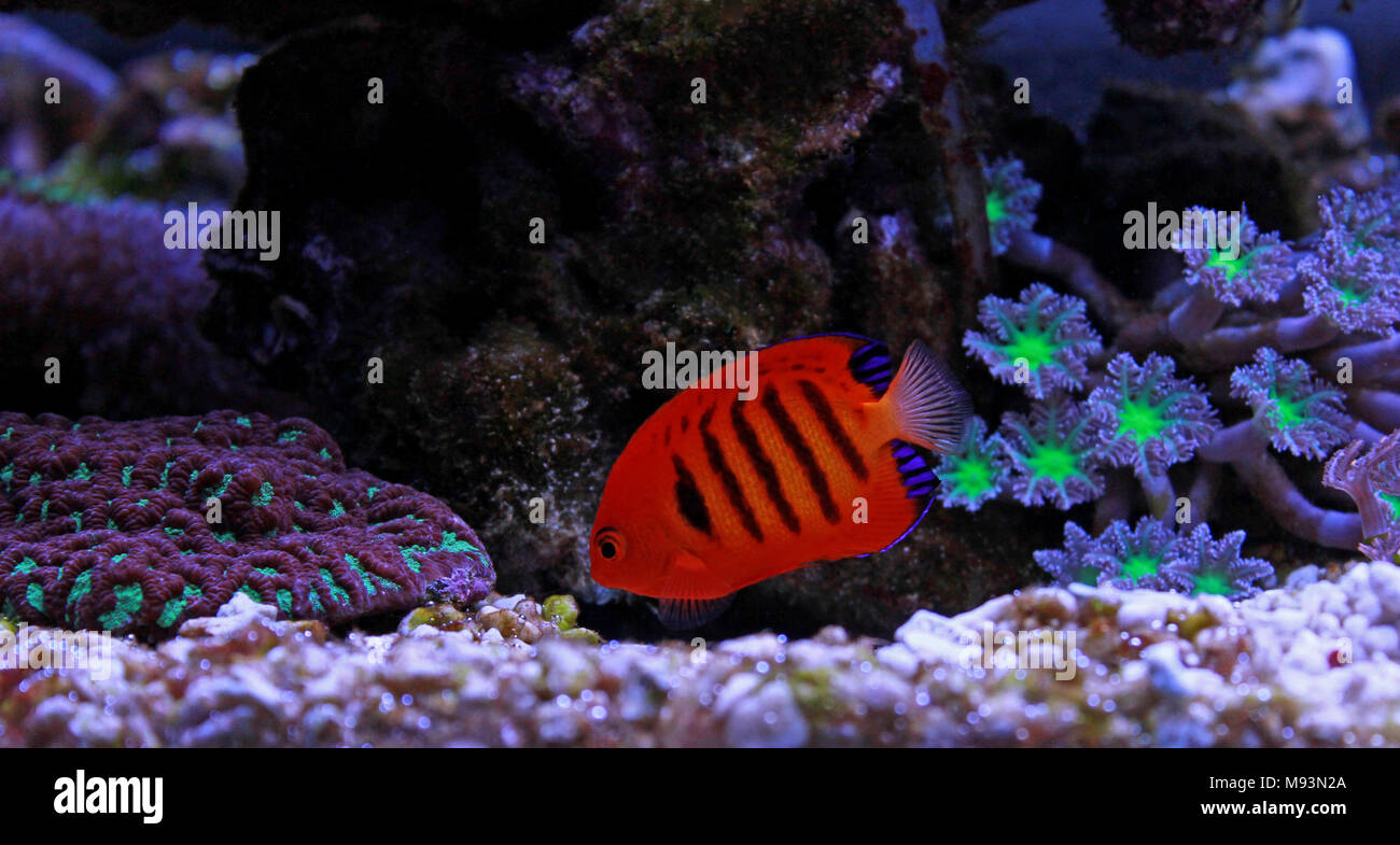 Flame Angelfish (Centropyge loricula Stock Photo - Alamy