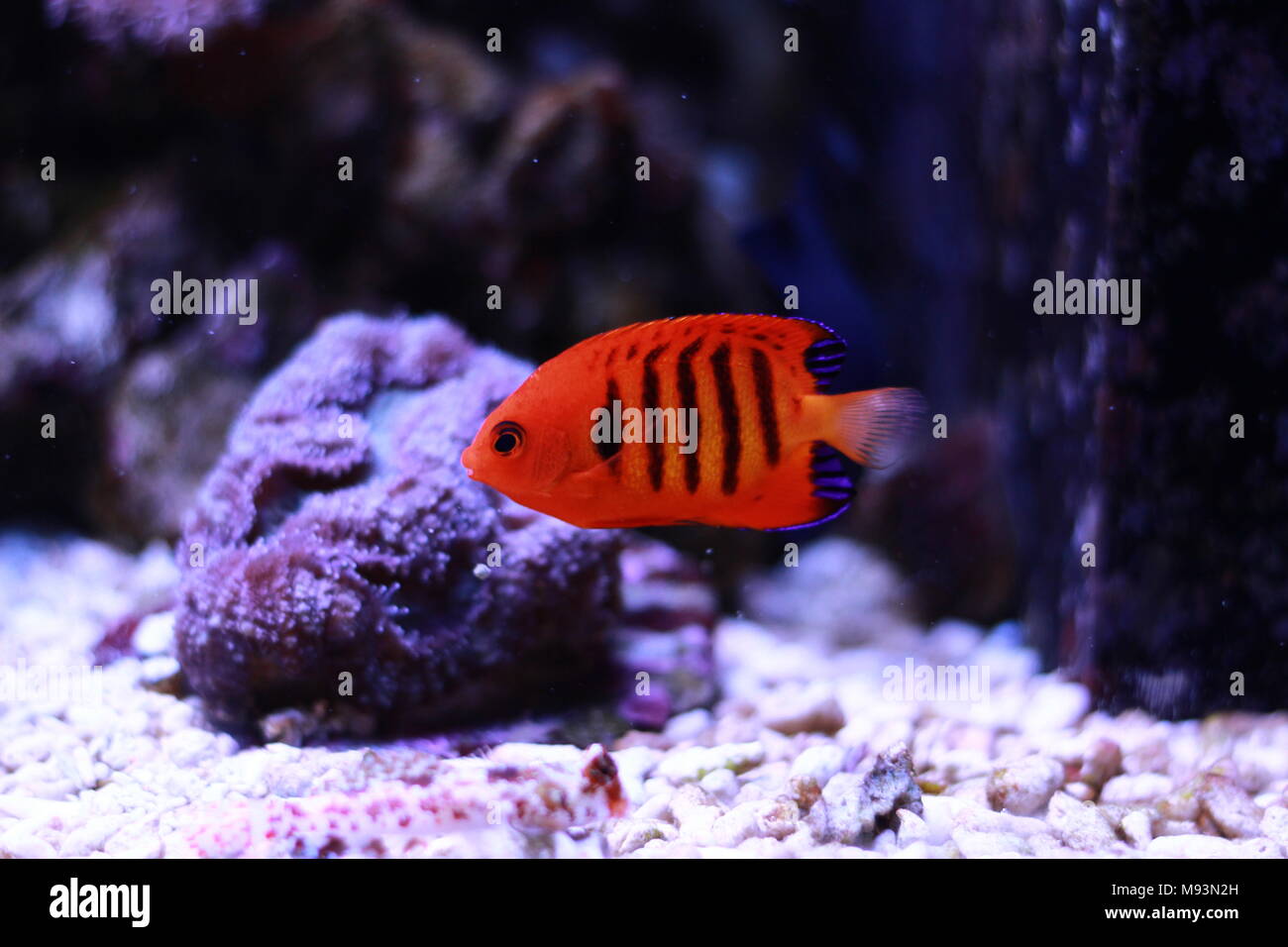 Flame Angelfish main image 1