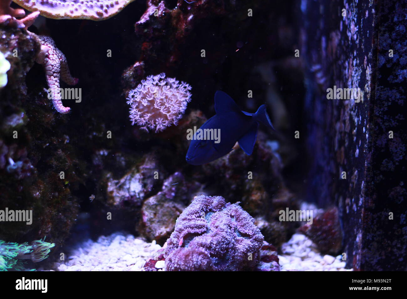 Niger Triggerfish main image 1