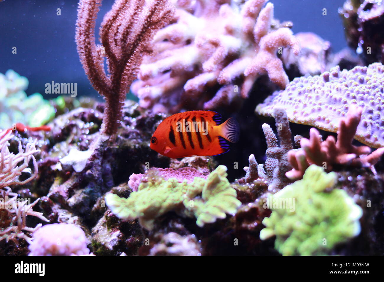 Flame Angelfish (Centropyge loricula) Stock Photo