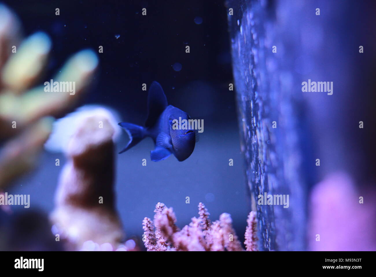 Redtooth trigger fish hi-res stock photography and images - Alamy