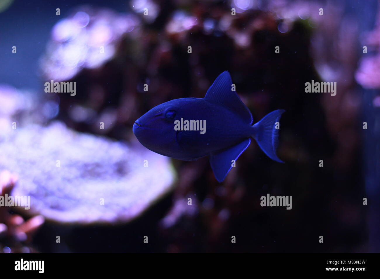 Niger Triggerfish (Odonus niger Stock Photo - Alamy