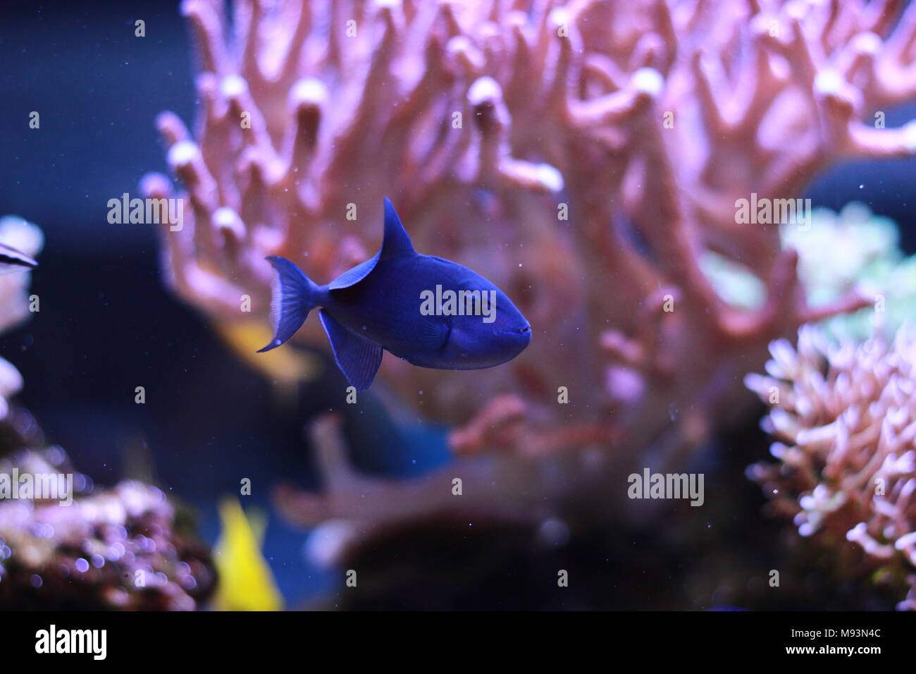 Niger Triggerfish