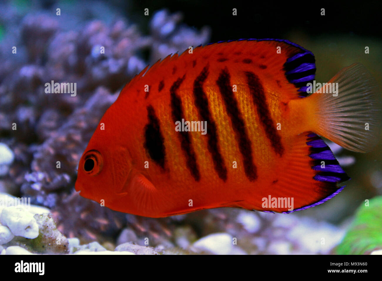 Flame angelfish hi-res stock photography and images - Alamy