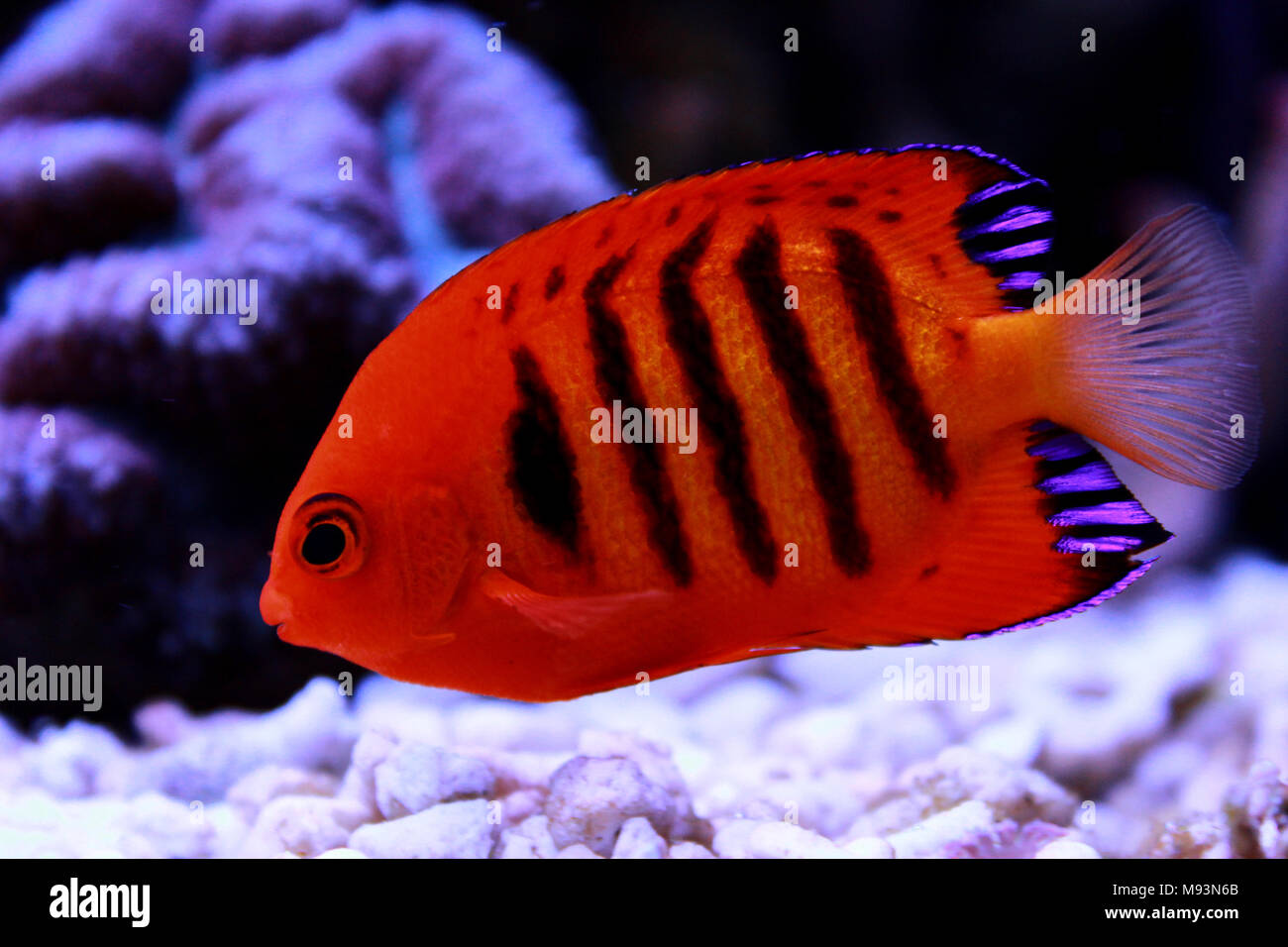 Flame Angelfish (Centropyge loricula Stock Photo - Alamy