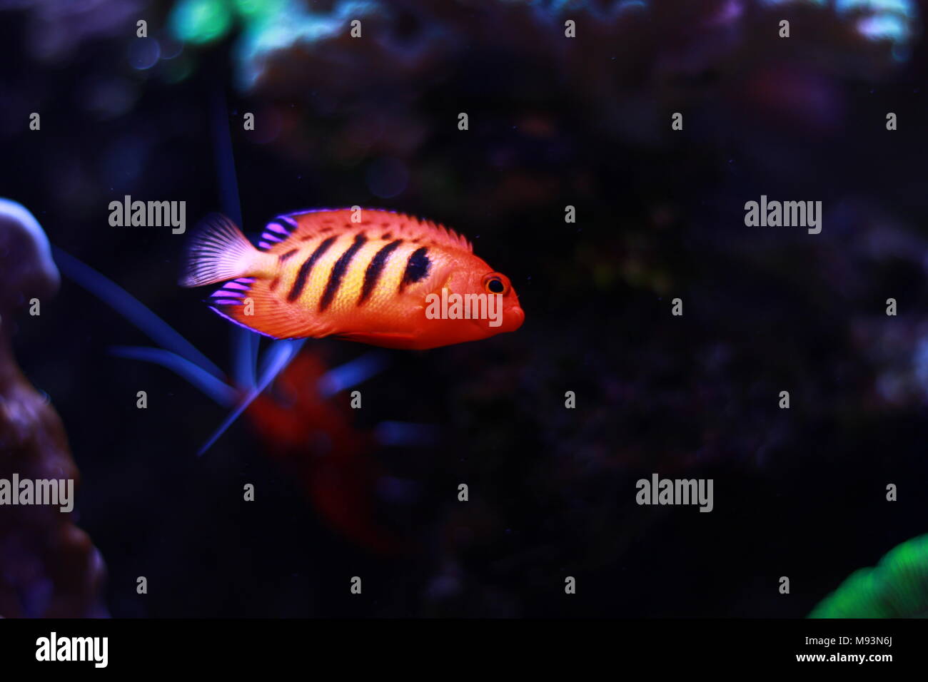 Flame Angelfish (Centropyge loricula) Stock Photo