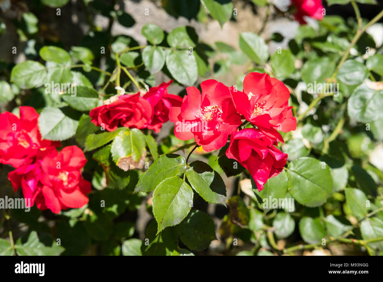 Close up of Red Flowers with blur background. Stock Photo