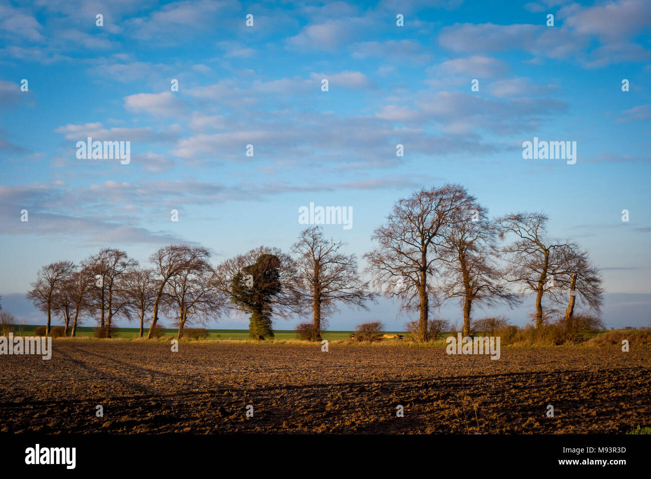 Ploughed field, bare winter trees and sky, UK Stock Photo