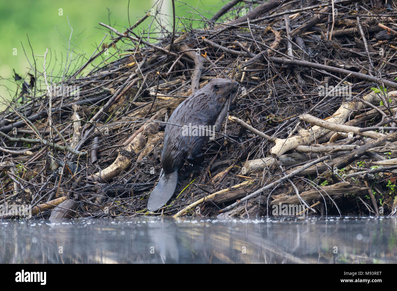 Beaver (Castor canadensis) adding building material to its lodge. William O'Brien State Park, MN, USA, late May, by Dominique Braud/Dembinsky Photo As Stock Photo
