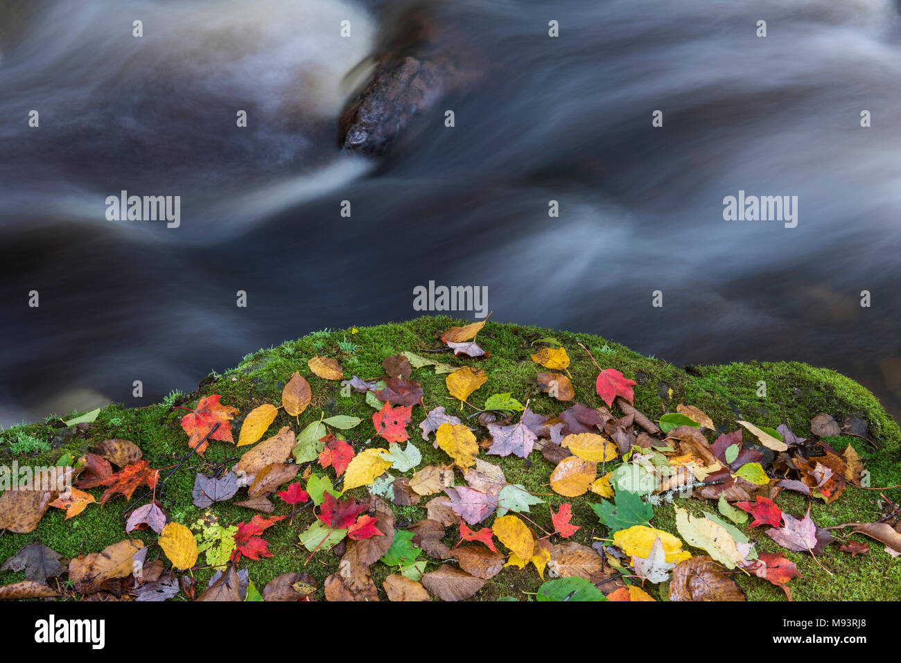 Autumn leaves on mossy boulder. Porcupine Mountains SP, MI, USA, late September, by Dominique Braud/Dembinsky Photo Assoc Stock Photo